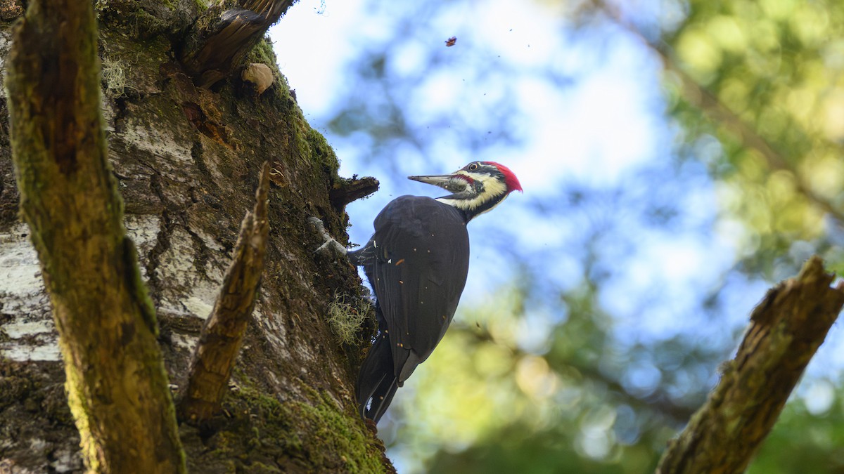 Grand Pic - ML644498627