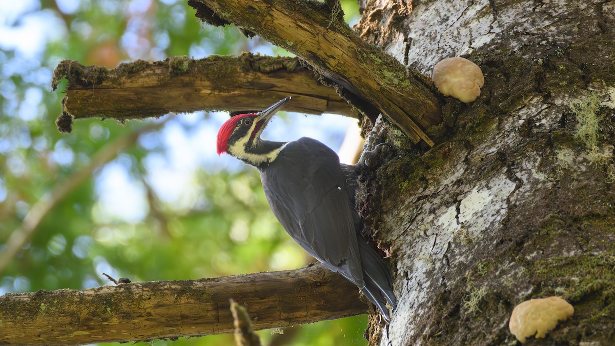 Grand Pic - ML644498628