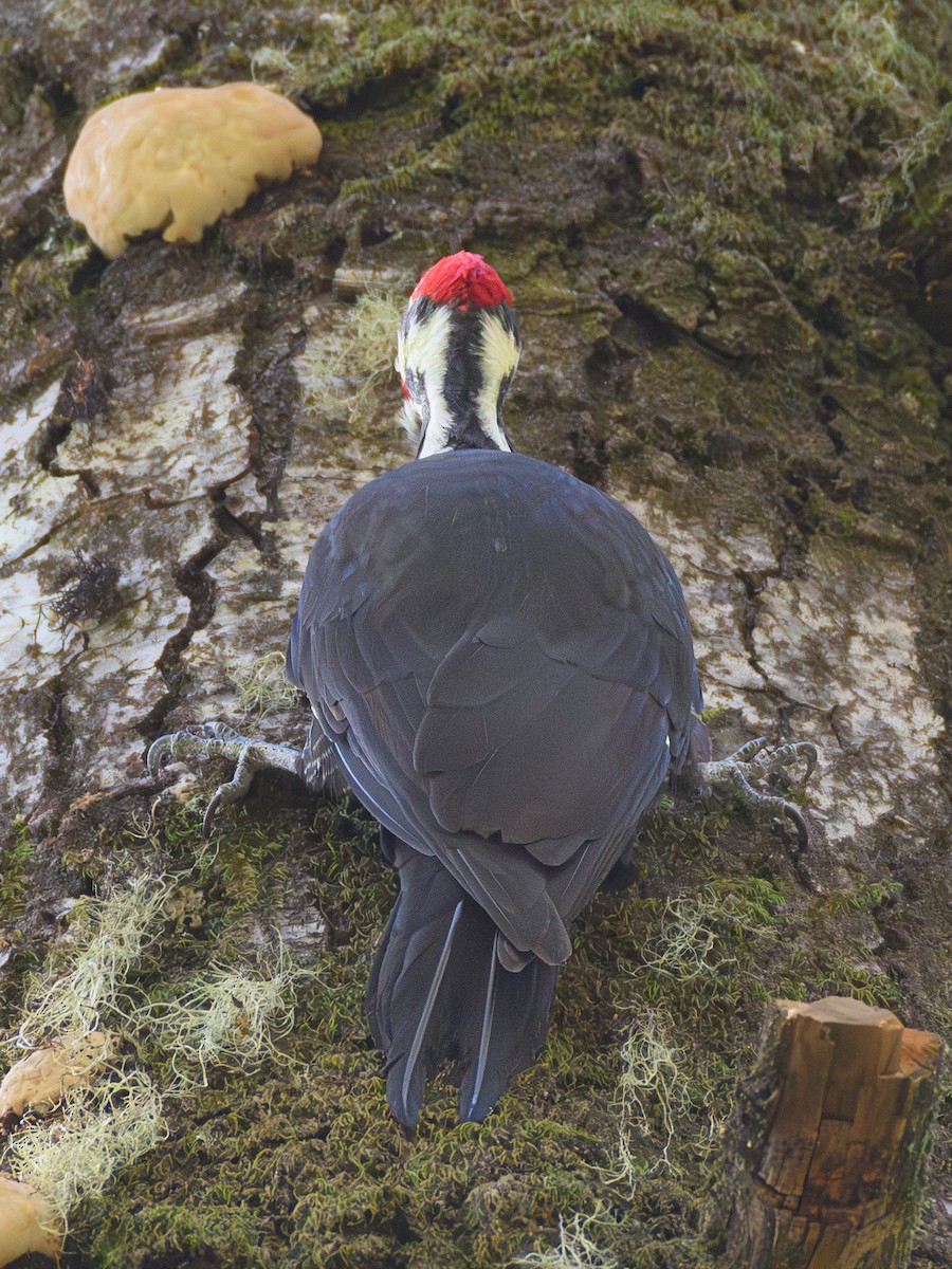 Grand Pic - ML644498629