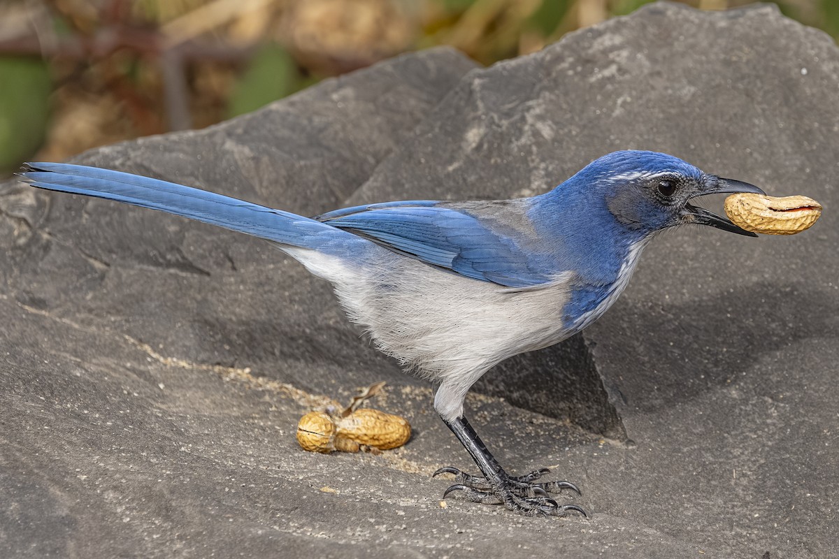 Калифорнийская сойка - ML644498646