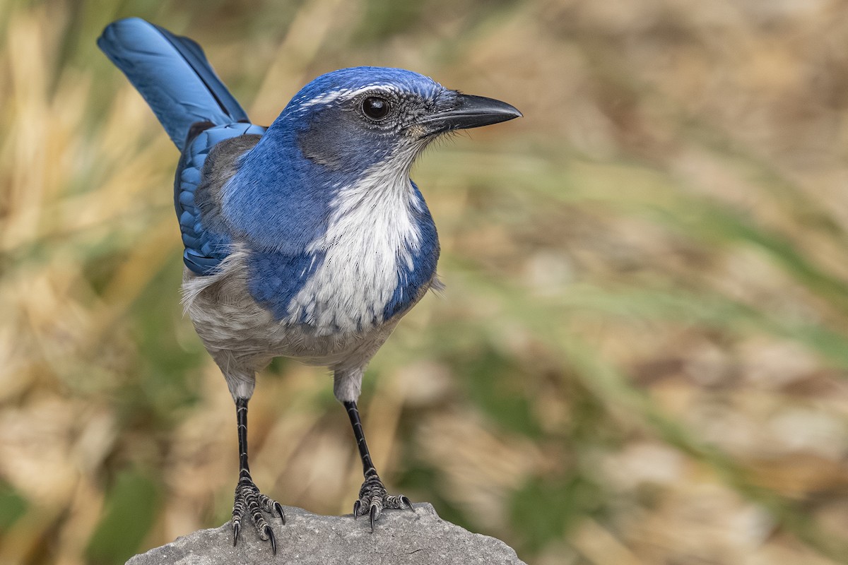 Калифорнийская сойка - ML644498647