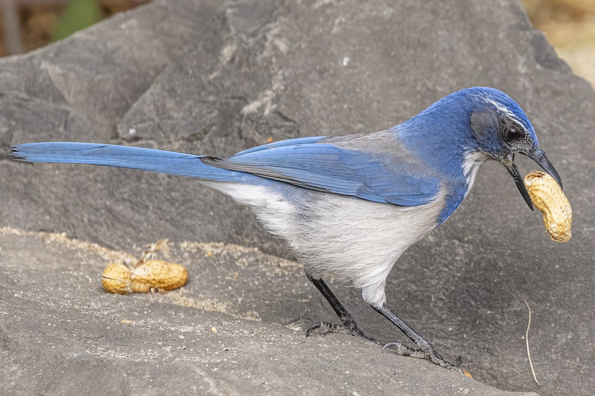 Калифорнийская сойка - ML644498652