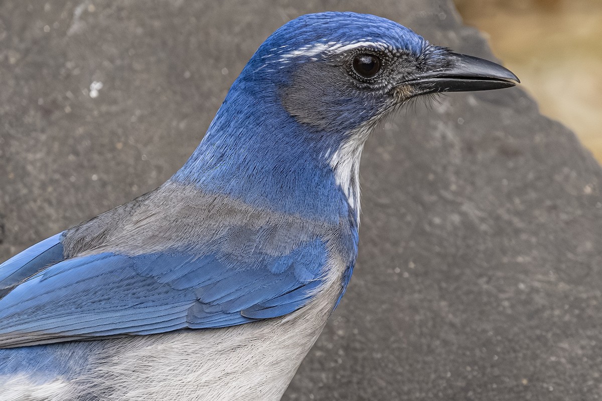 Калифорнийская сойка - ML644498654