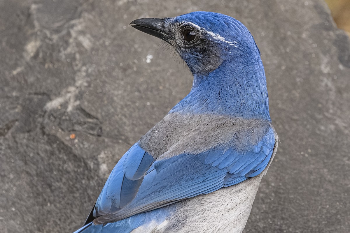 Калифорнийская сойка - ML644498655