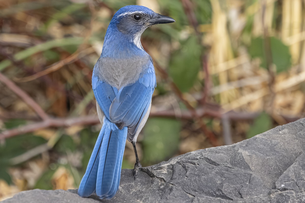 Калифорнийская сойка - ML644498659