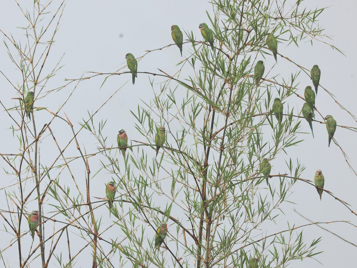 Perruche à moustaches - ML644498672
