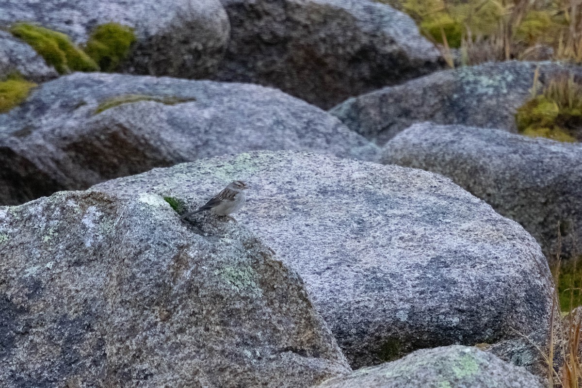White-crowned Sparrow - ML644498681