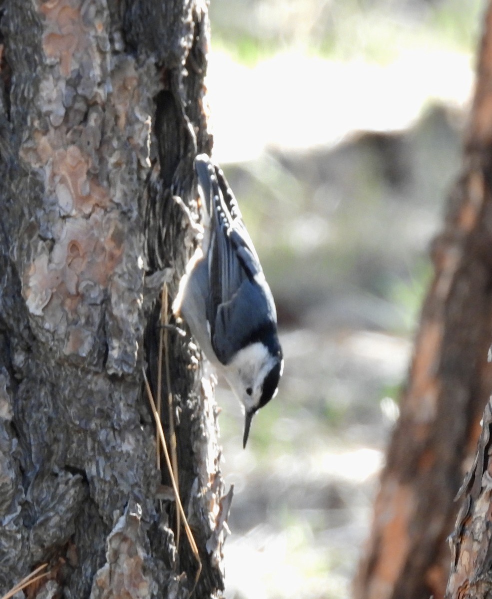 White-breasted Nuthatch - ML644498685