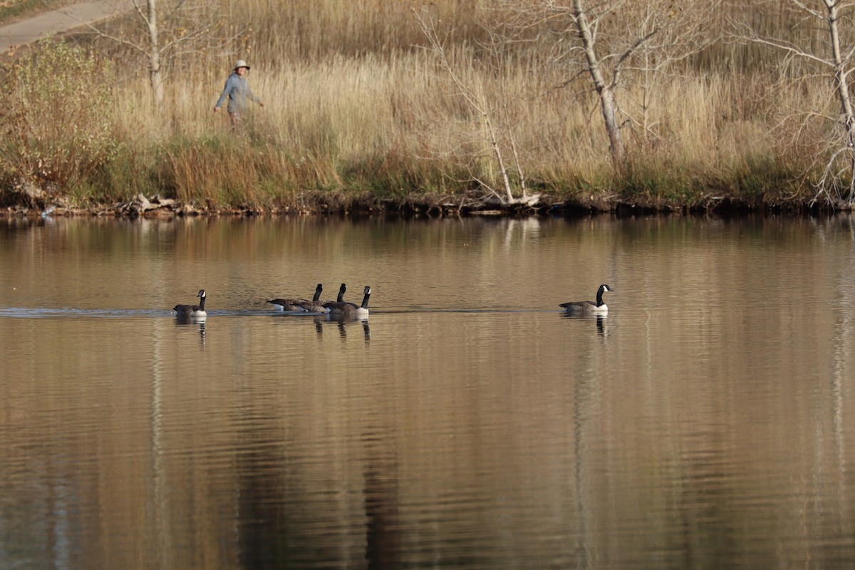 Bernache du Canada - ML644498686