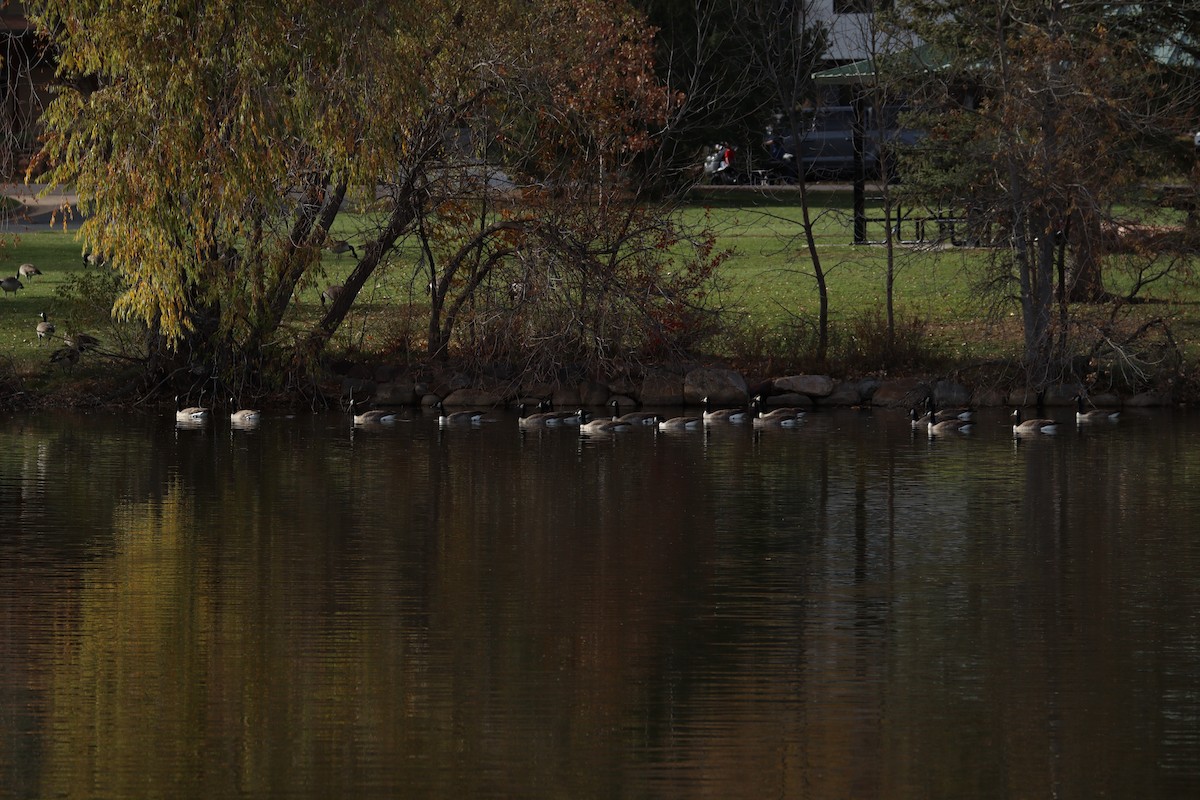 Bernache du Canada - ML644498687