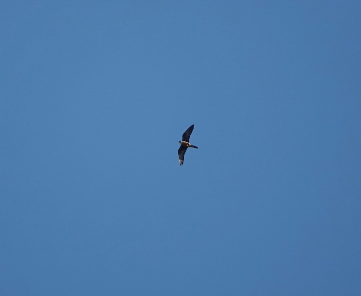 Eleonora's Falcon - ML644498700