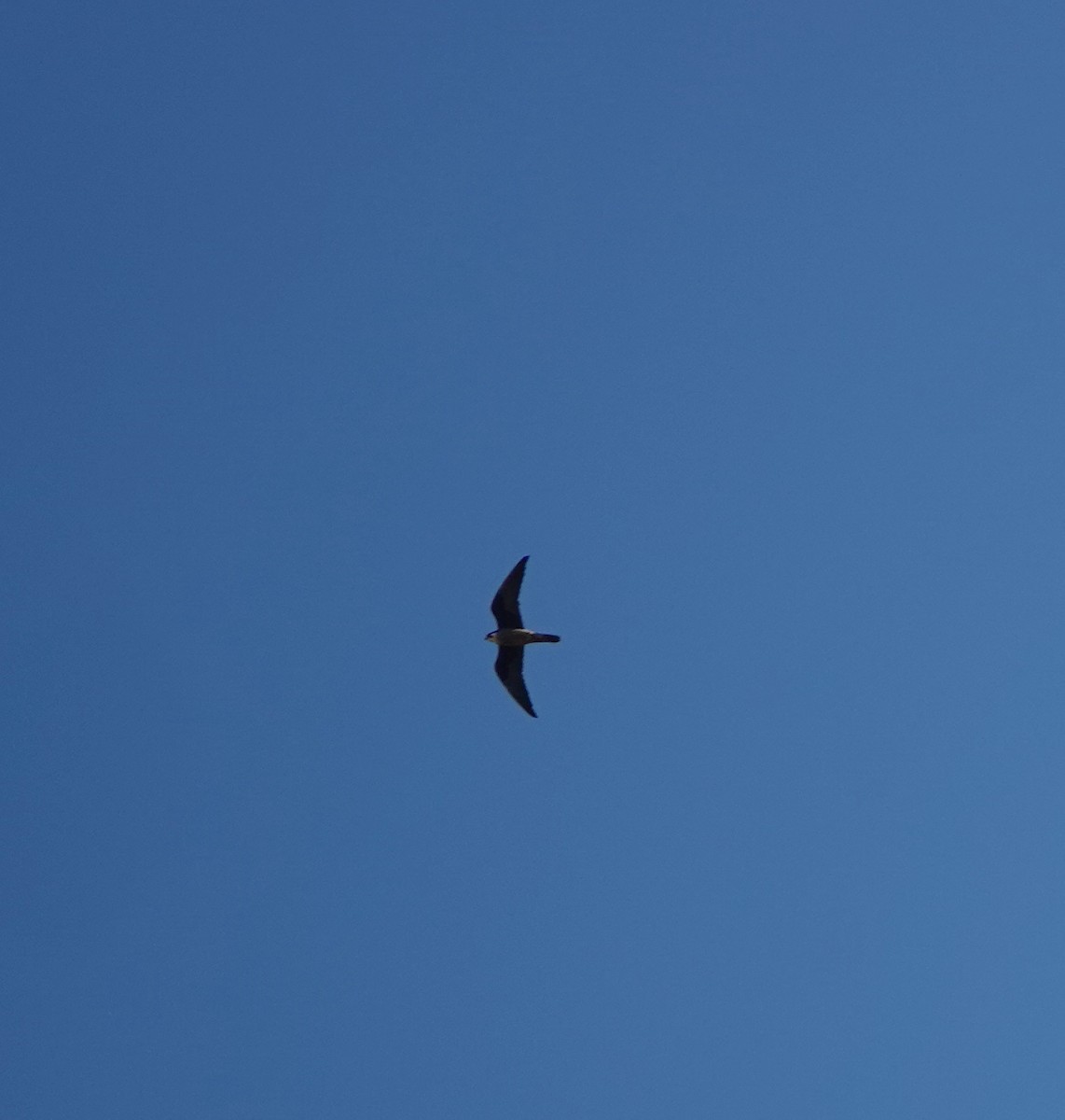 Eleonora's Falcon - ML644498701