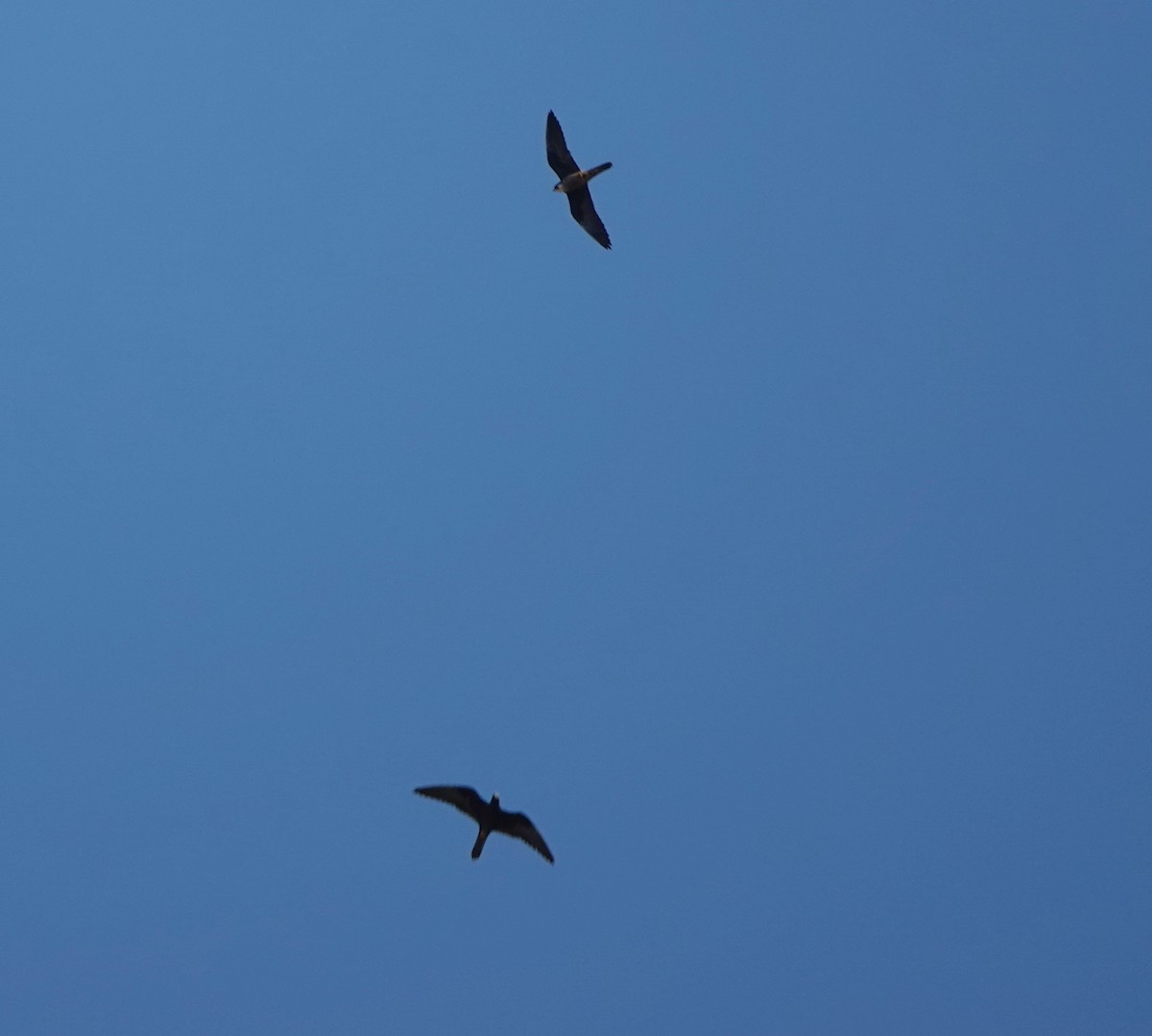 Eleonora's Falcon - ML644498702