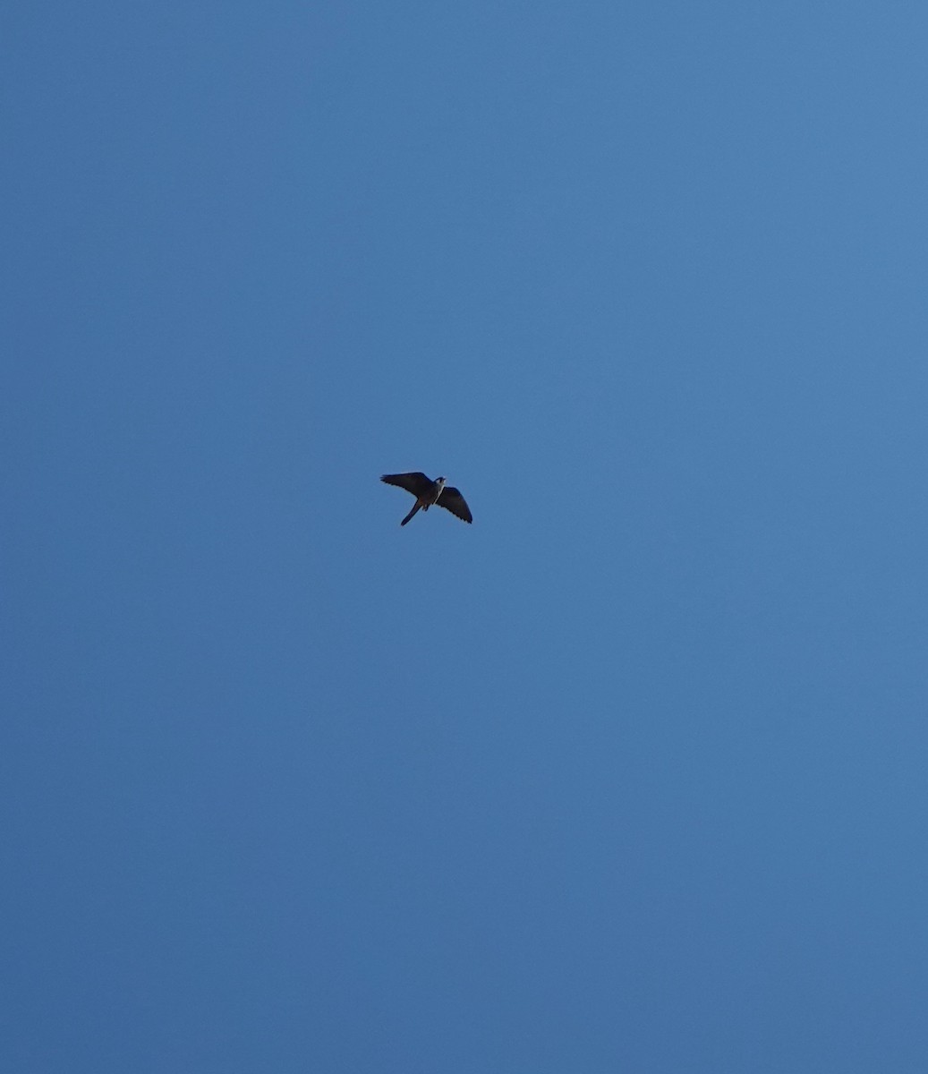 Eleonora's Falcon - ML644498703