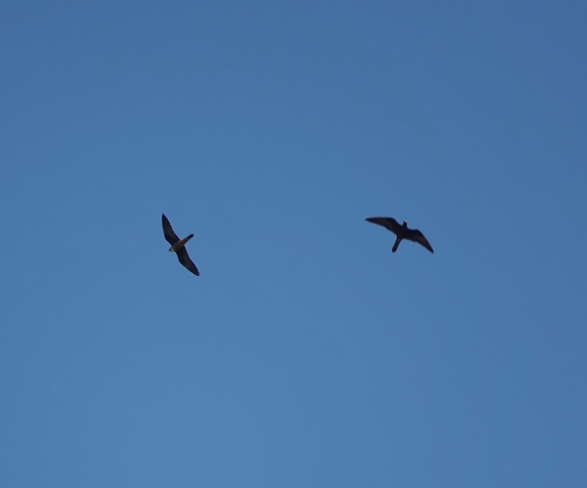 Eleonora's Falcon - ML644498704