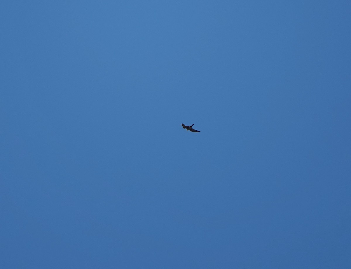 Eleonora's Falcon - ML644498705