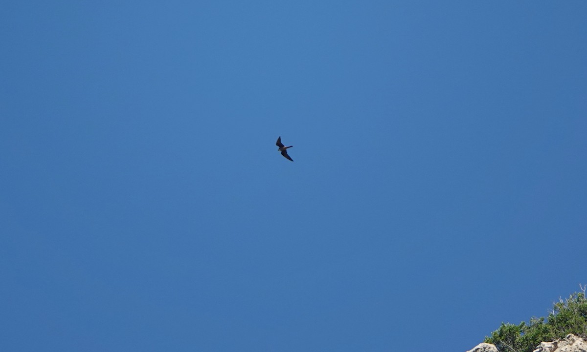 Eleonora's Falcon - ML644498706