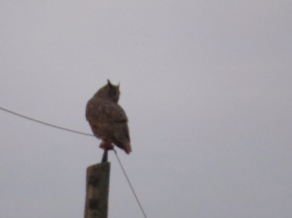 Great Horned Owl - ML644498709