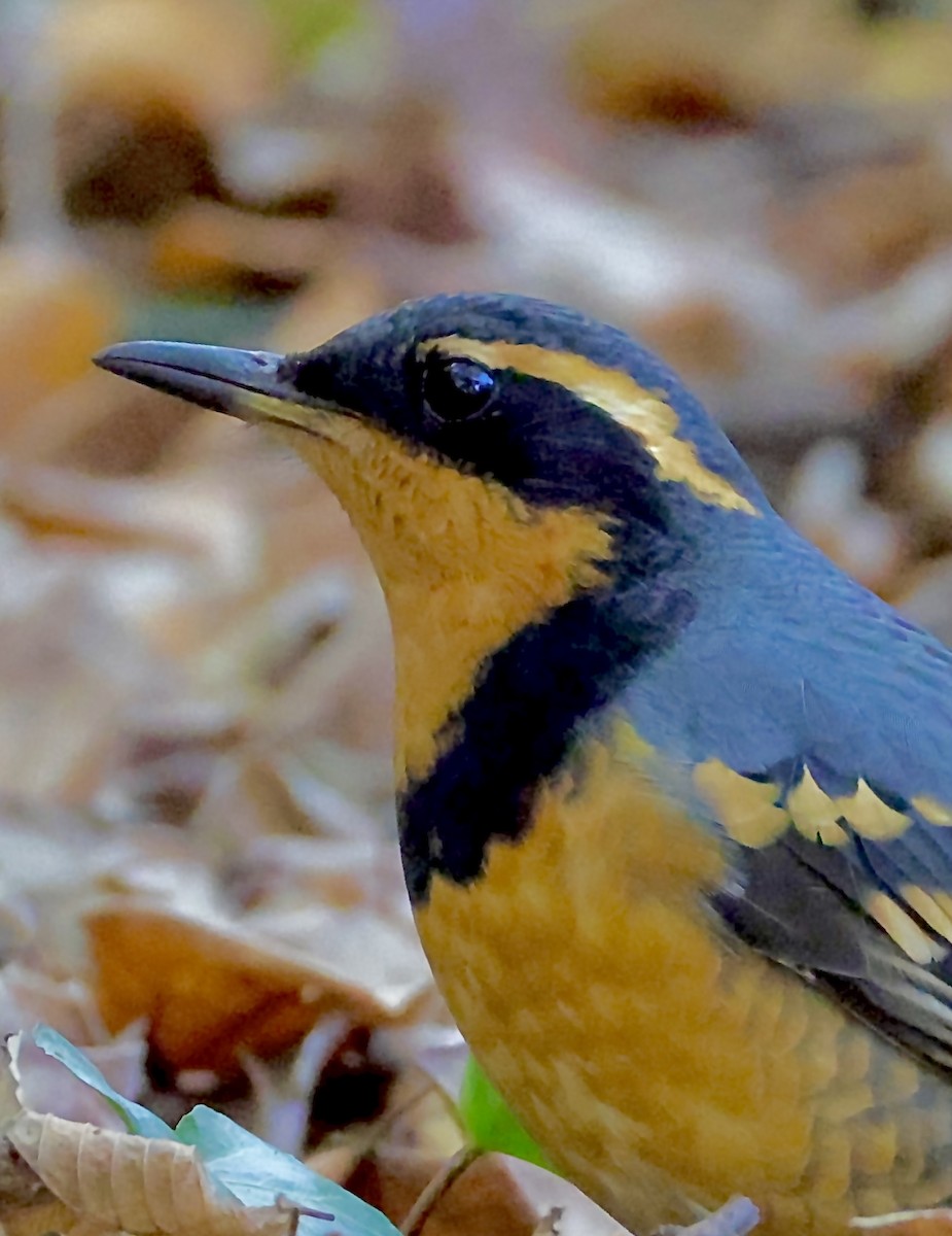 Grive à collier - ML644498715