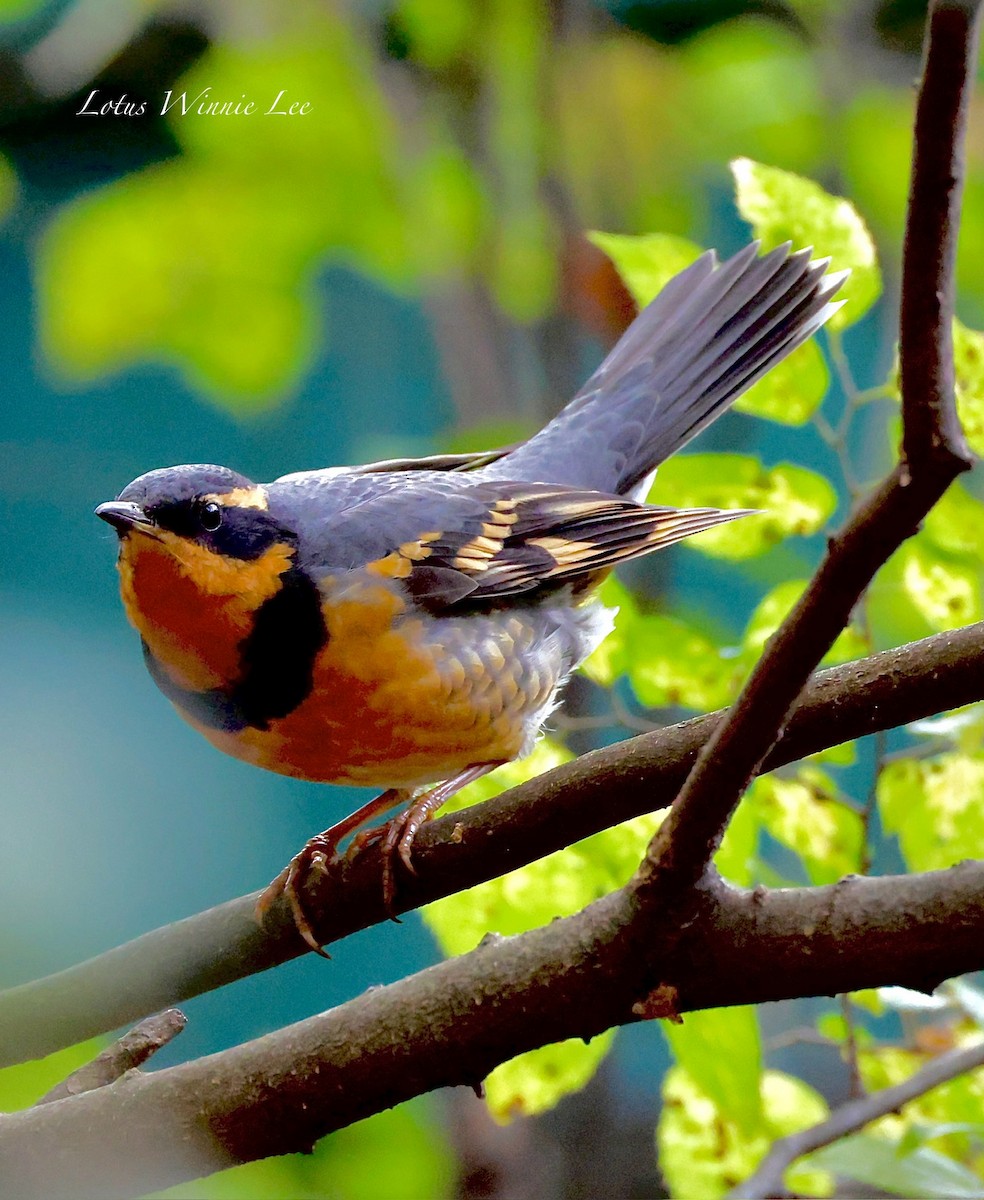 Grive à collier - ML644498719