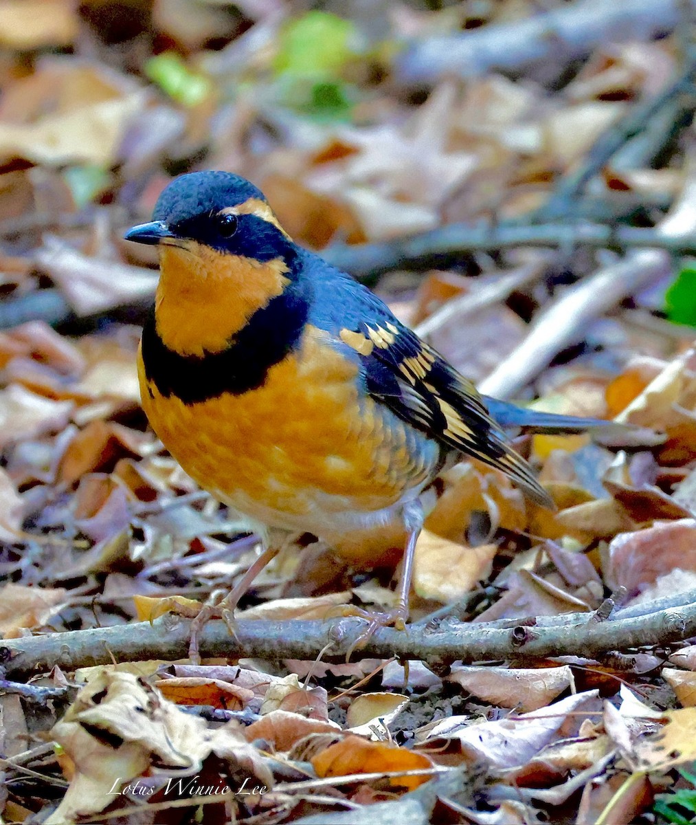 Grive à collier - ML644498720