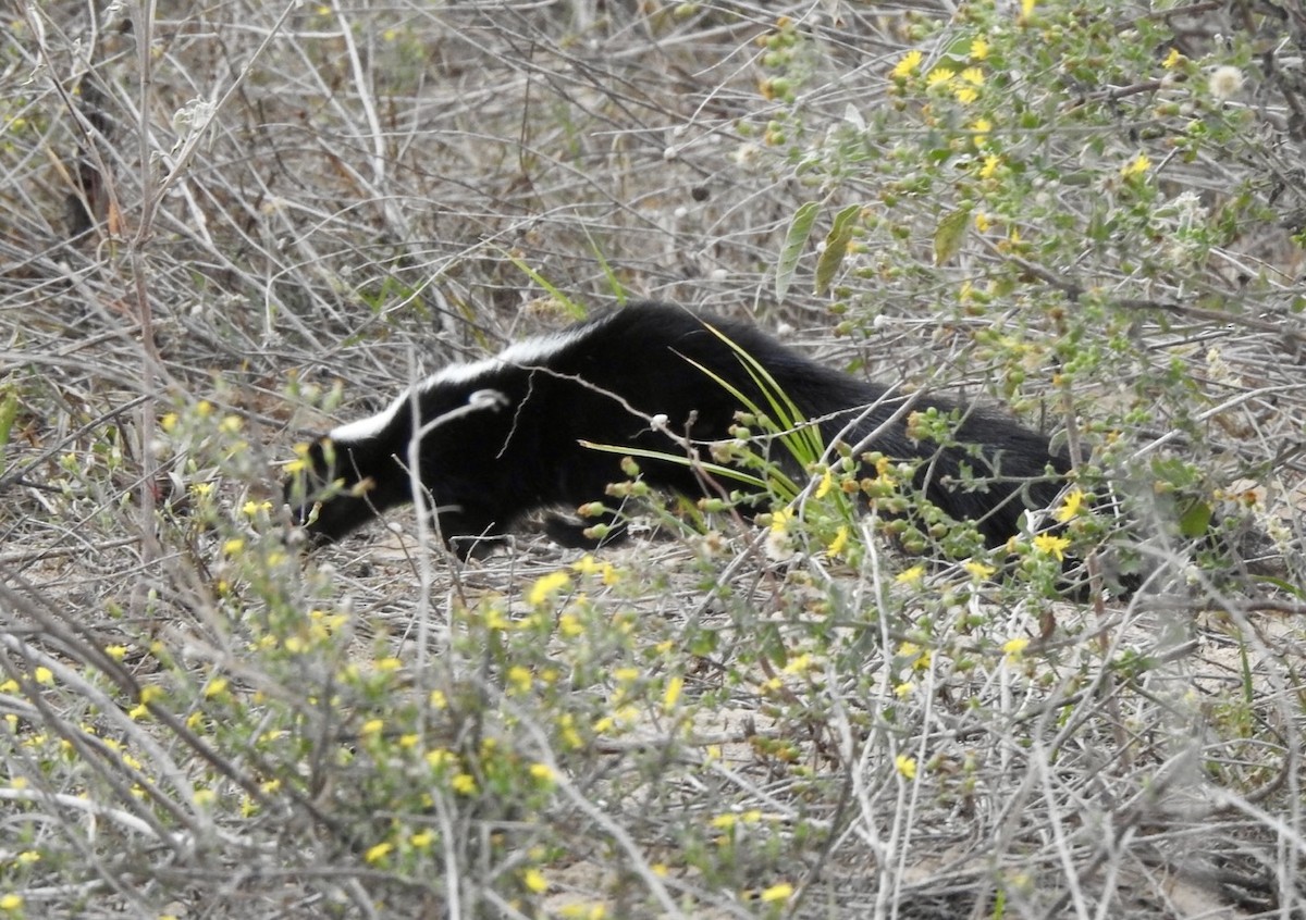 Striped Skunk - ML644498735