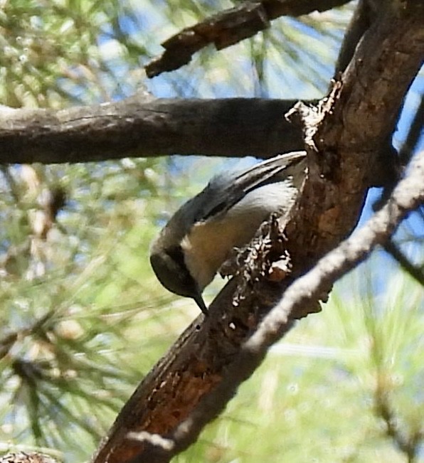 Pygmy Nuthatch - ML644498736
