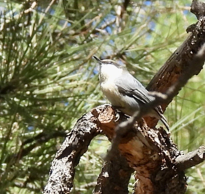 Pygmy Nuthatch - ML644498737
