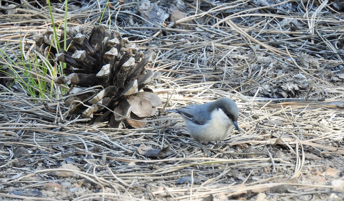 Pygmy Nuthatch - ML644498738
