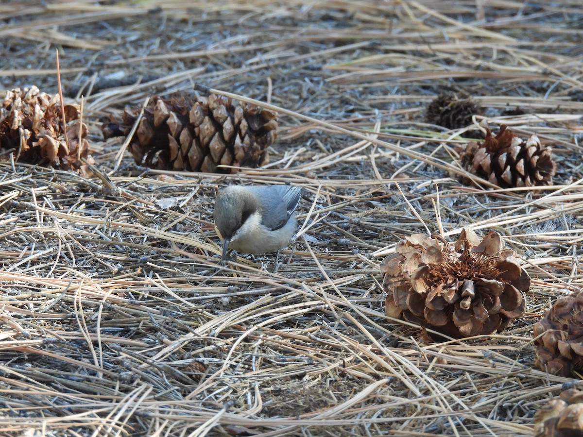 Pygmy Nuthatch - ML644498739
