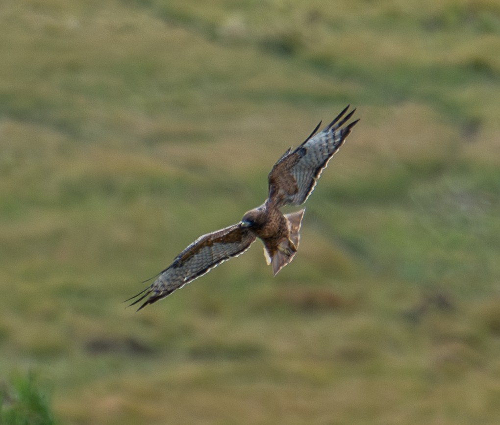 アカオノスリ - ML644498745