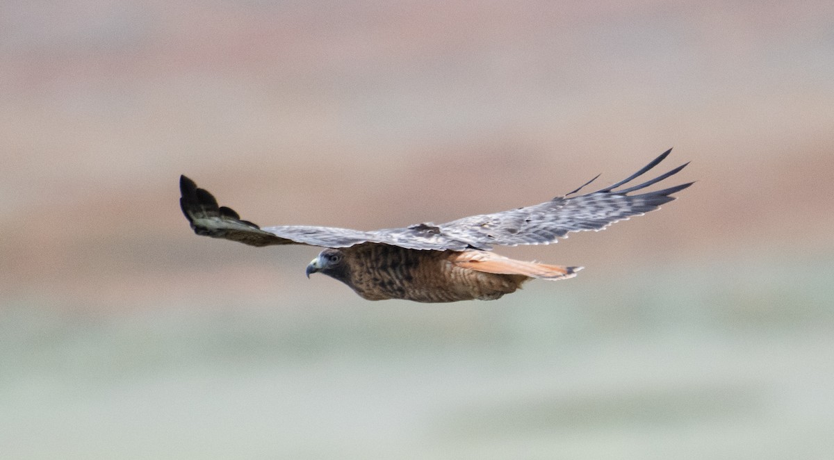 Poiana codarossa - ML644498747