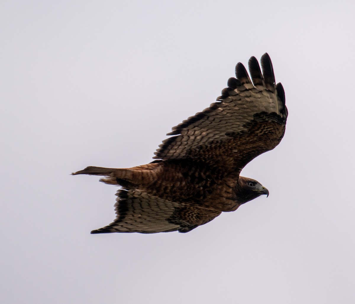 Poiana codarossa - ML644498749