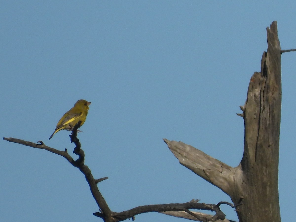 Эгэл ногоолдой - ML644498760