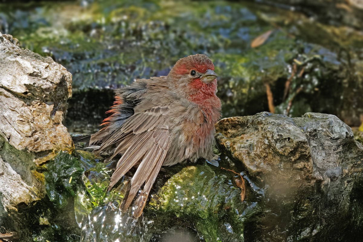 House Finch - ML644498763