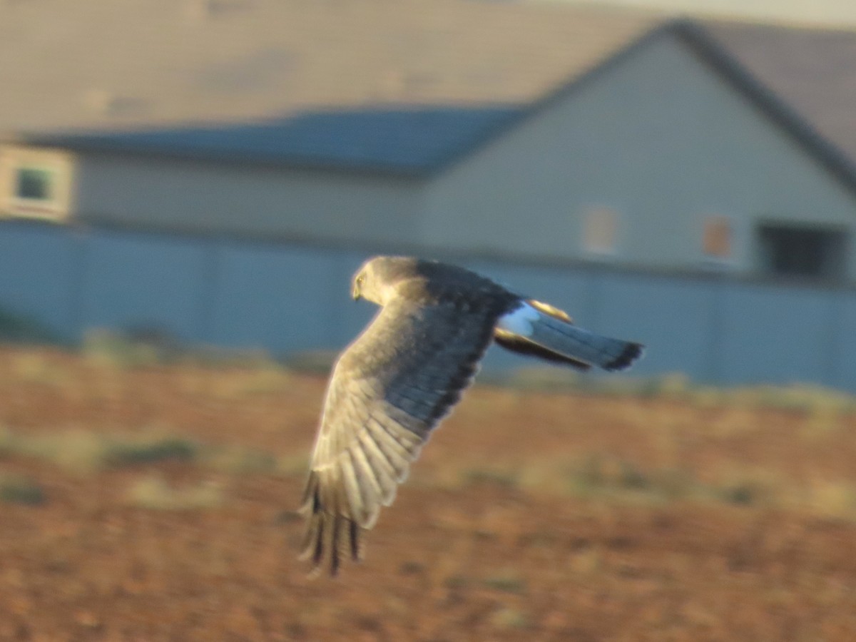 Northern Harrier - ML644498765