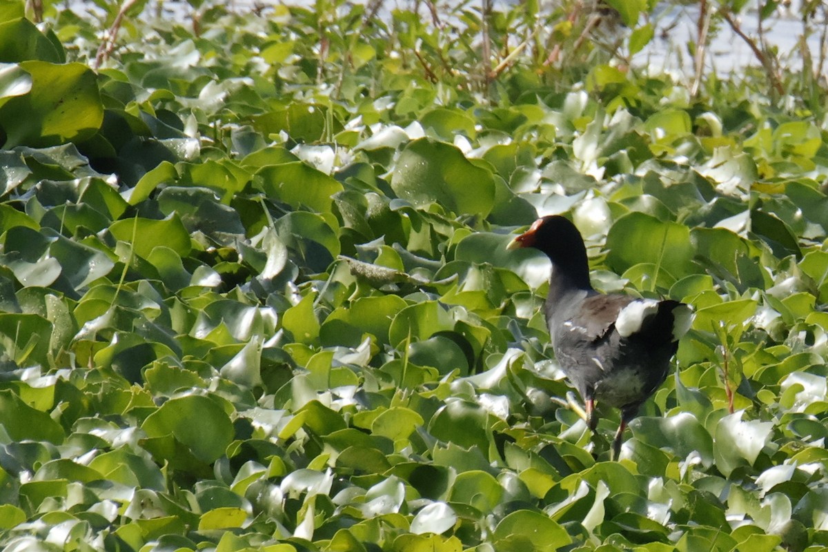 Amerika Sutavuğu - ML644498772