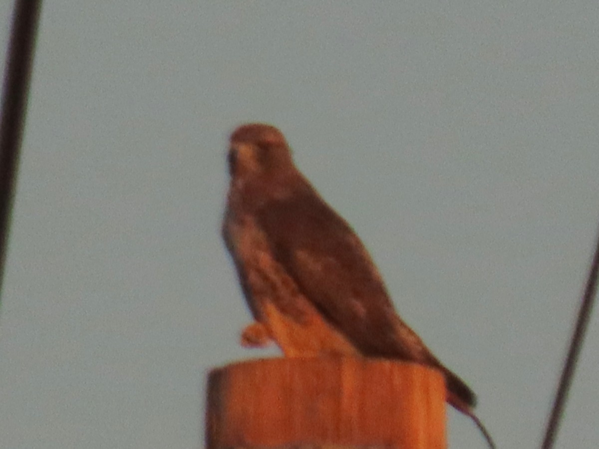 Poiana codarossa - ML644498776