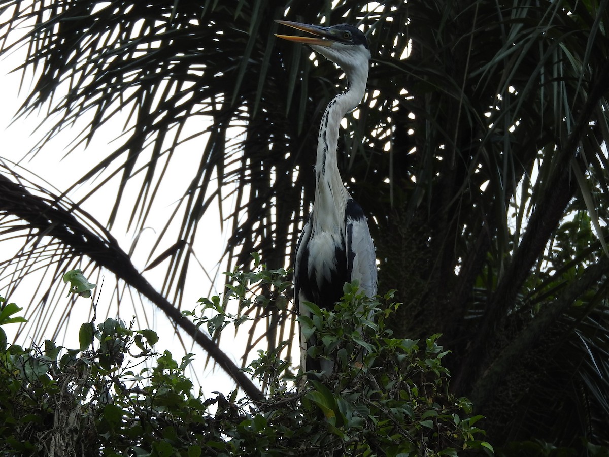 Garza Cuca - ML644498784