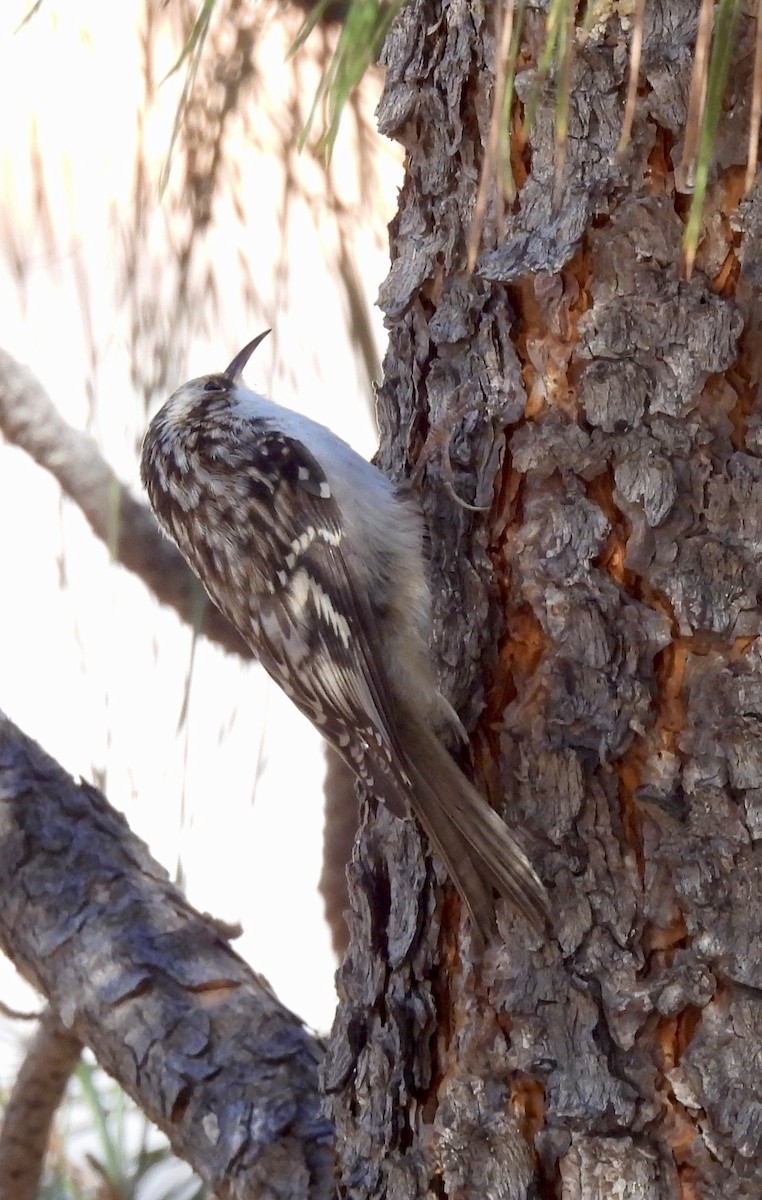 Brown Creeper - ML644498785