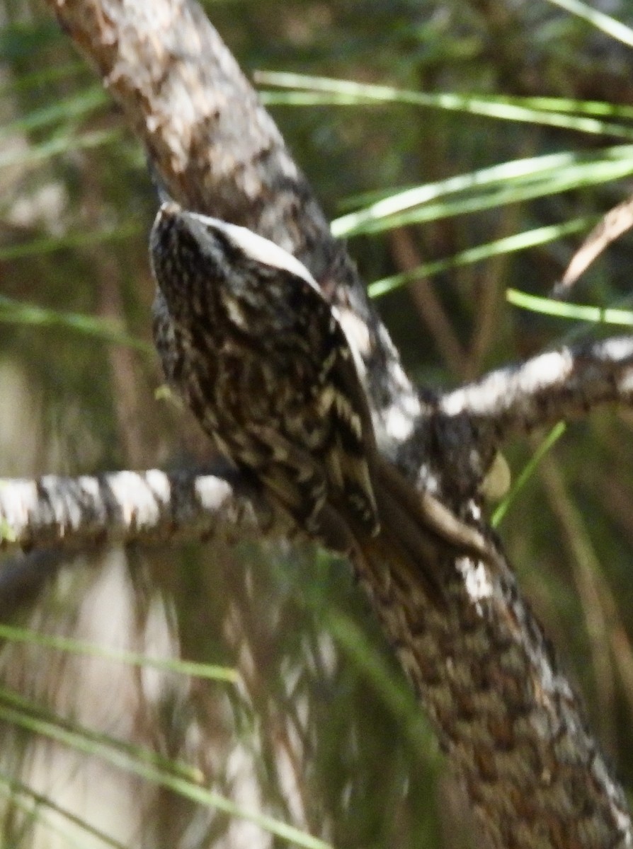 Brown Creeper - ML644498786