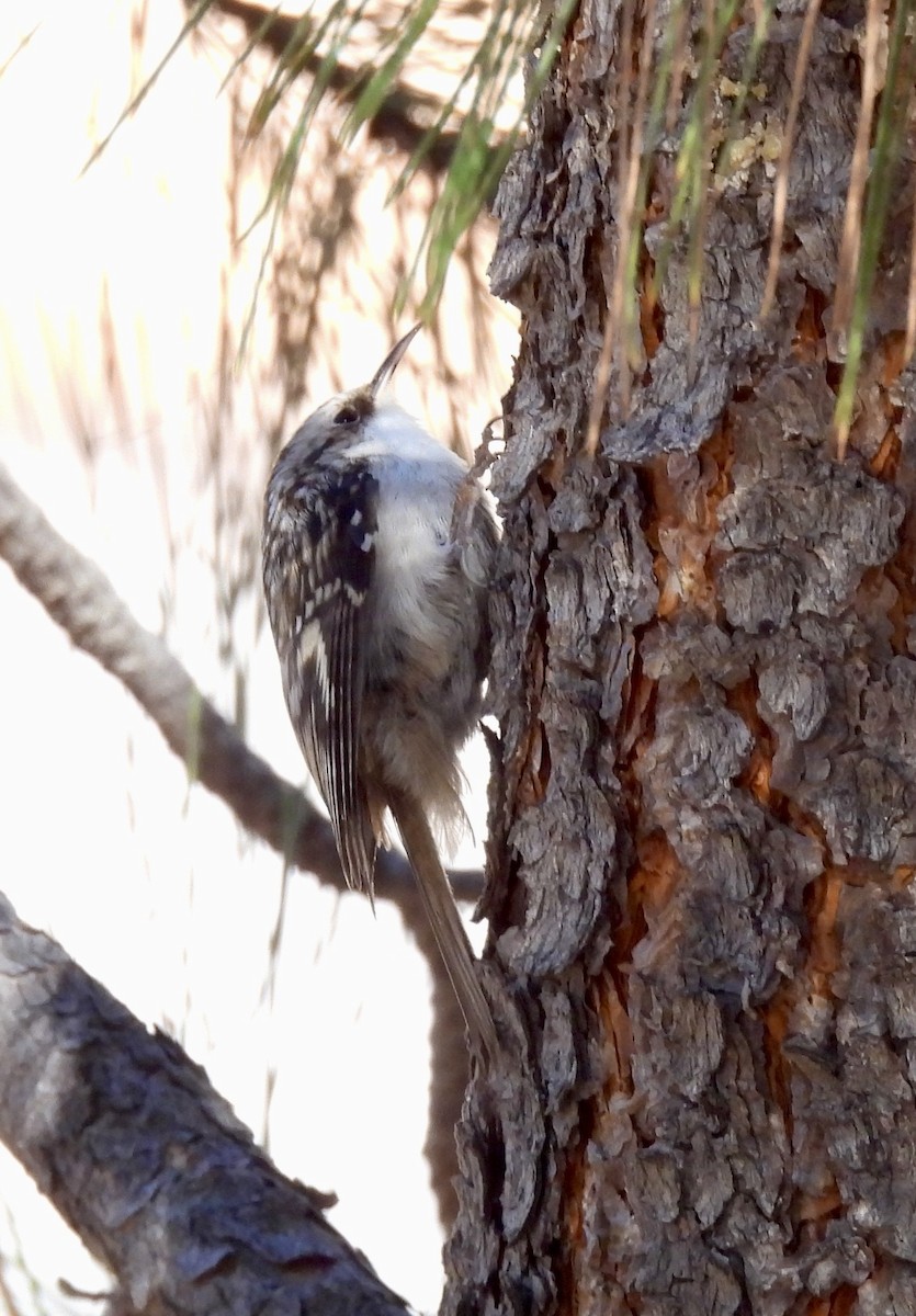 Brown Creeper - ML644498787