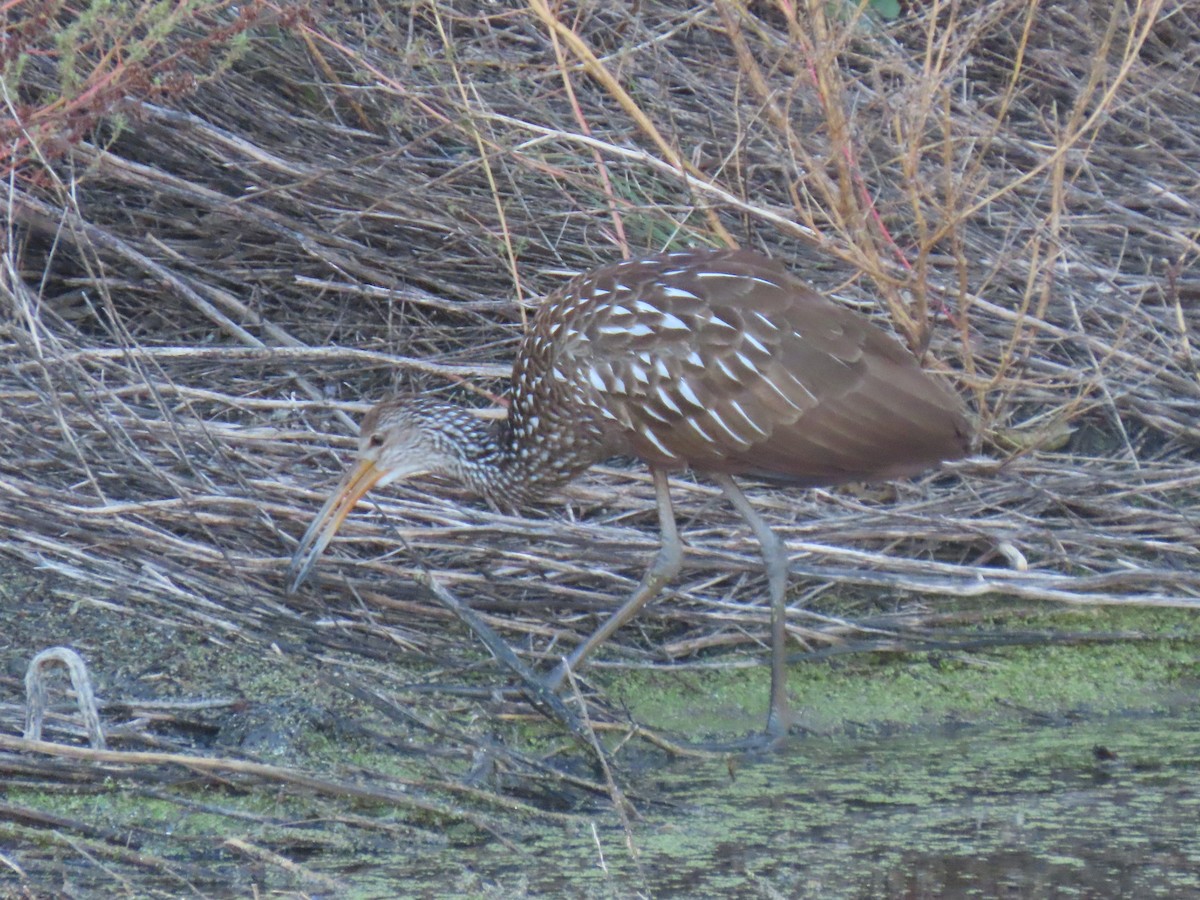 Limpkin - ML644498800