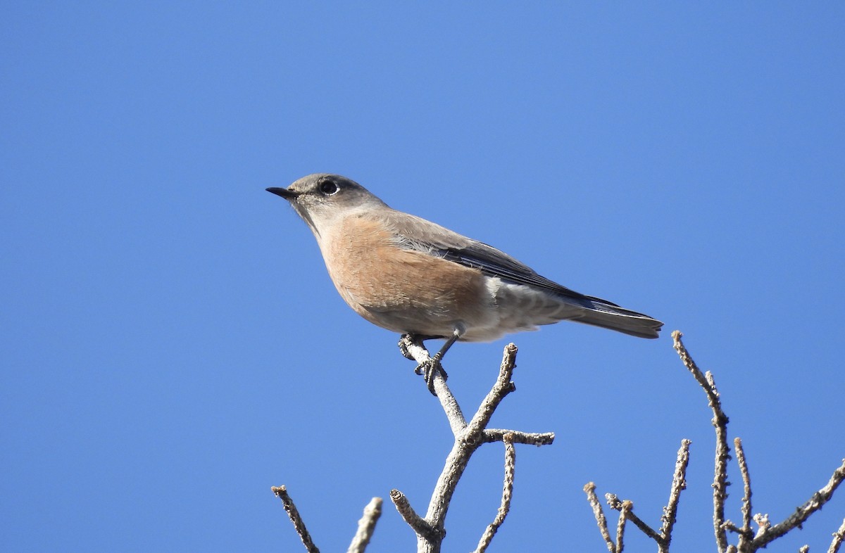 Western Bluebird - ML644498806