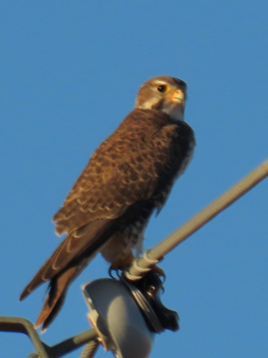 Prairie Falcon - ML644498817