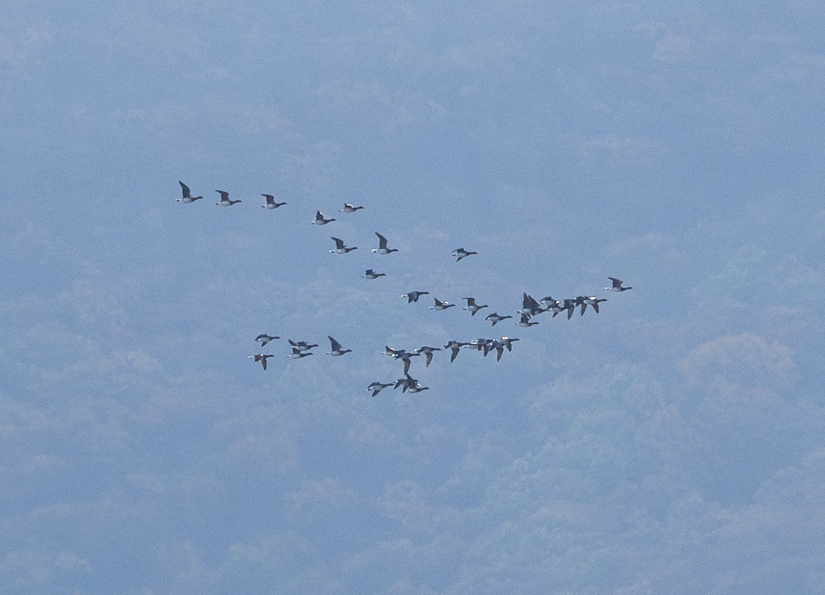 Хар толгойт галуу - ML644498820