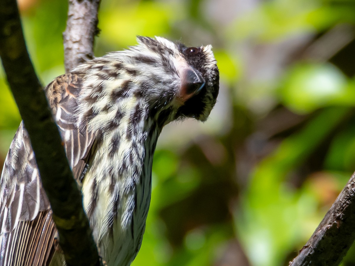 Streaked Flycatcher - ML644498826