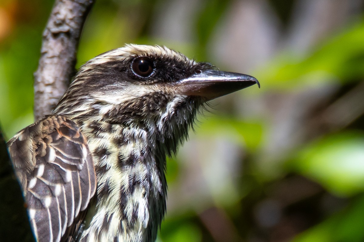 Streaked Flycatcher - ML644498827