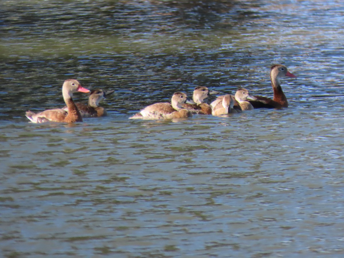 Black-bellied Whistling-Duck - ML644498830