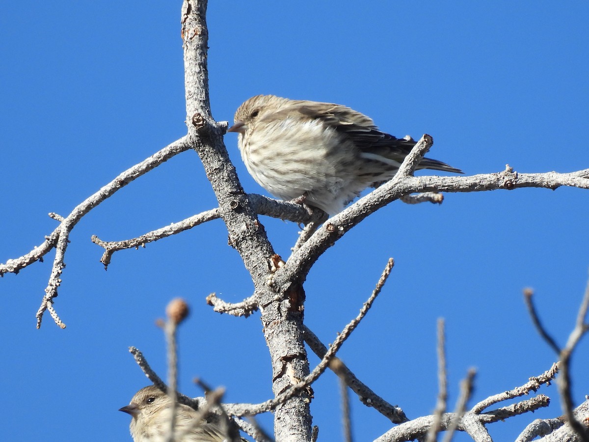 Pine Siskin - ML644498832